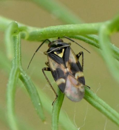 Réf. 230 600 : Orthops sp.